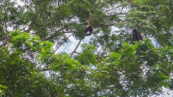 Chiclayo Chachapoyas Amazonia 80 344x193 - Dzika P&oacute;łnoc Peru