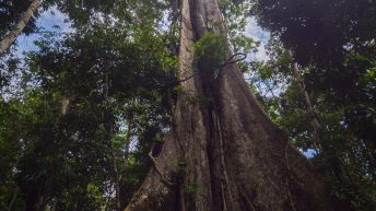 Chiclayo Chachapoyas Amazonia 81 344x193 - Dzika P&oacute;łnoc Peru