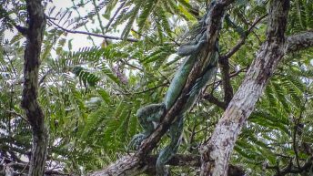 Chiclayo Chachapoyas Amazonia 85 344x193 - Dzika P&oacute;łnoc Peru