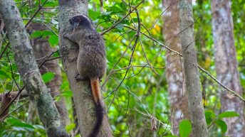 Chiclayo Chachapoyas Amazonia 86 344x193 - Dzika P&oacute;łnoc Peru
