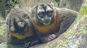 Chiclayo Chachapoyas Amazonia 87 344x193 - Dzika P&oacute;łnoc Peru