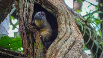 Chiclayo Chachapoyas Amazonia 88 344x193 - Dzika P&oacute;łnoc Peru