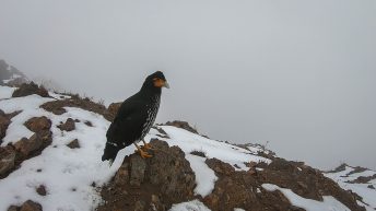 Ekwador 21 26.09.18 3 344x193 - Cotopaxi - łatwo przyszło, ciężko poszło