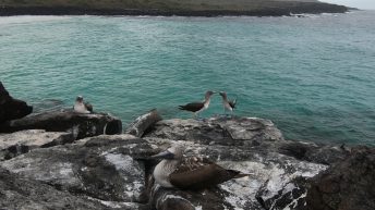 Galapagos 3 344x193 - Galapagos, czyli wyspy szczęśliwe
