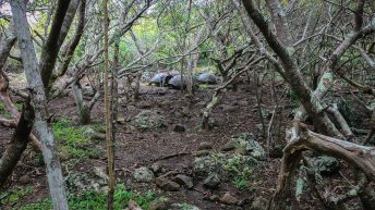 Galapagos 4 344x193 - Galapagos, czyli wyspy szczęśliwe