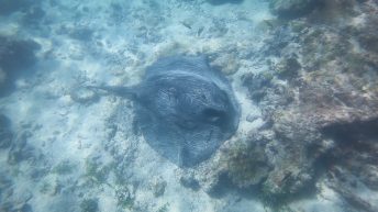 Galapagos 8 344x193 - Galapagos, czyli wyspy szczęśliwe