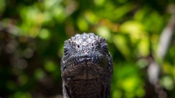 Galapagos Isabela 10 344x193 - Galapagos, czyli wyspy szczęśliwe