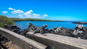 Galapagos Isabela 5 344x193 - Galapagos, czyli wyspy szczęśliwe