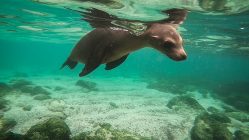 Galapagos San Cristobal 13 249x140 - Najbardziej wyjątkowe miejsca Ameryki Południowej