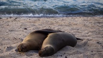 Galapagos San Cristobal 2 344x193 - Galapagos, czyli wyspy szczęśliwe