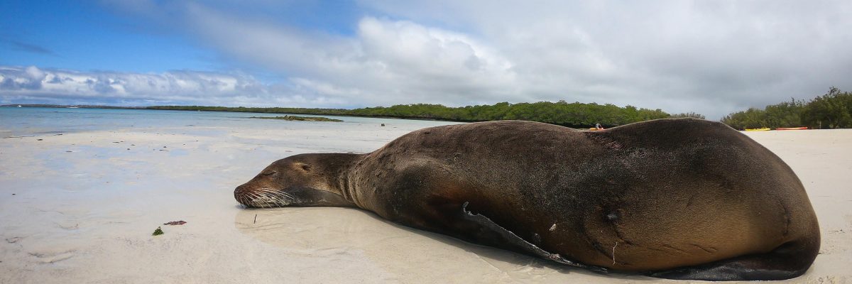 Galapagos Santa Cruz 3 1200x400 - Galapagos, czyli wyspy szczęśliwe