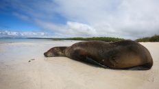 Galapagos Santa Cruz 3 232x130 - Galapagos, czyli wyspy szczęśliwe