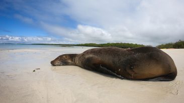 Galapagos Santa Cruz 3 366x205 - Galapagos, czyli wyspy szczęśliwe