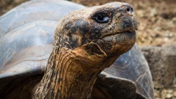 Galapagos Santa Cruz 6 344x193 - Galapagos, czyli wyspy szczęśliwe