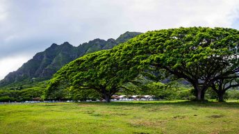 Hawaje 14 344x193 - Nie takie znowu rajskie Hawaje