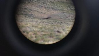 Tropem bizonów i misia Yogi - USA cz.2 IMG 9298 344x193 - Tropem bizonów i misia Yogi - USA cz.2