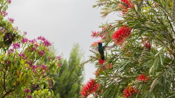 Kolumbia 06 07.09 6 1 344x193 - Bogota, czyli pierwsze spotkanie z Ameryką Południową