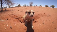 Namibia 5 232x130 - Namibia - wideo