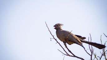 P1 13 344x193 - Pierwsze kroki na afrykańskiej ziemi - RPA & Eswatini cz.1