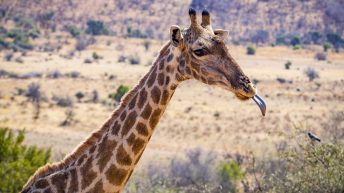 P1 17 344x193 - Pierwsze kroki na afrykańskiej ziemi - RPA & Eswatini cz.1