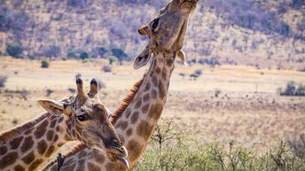 P1 18 344x193 - Pierwsze kroki na afrykańskiej ziemi - RPA & Eswatini cz.1