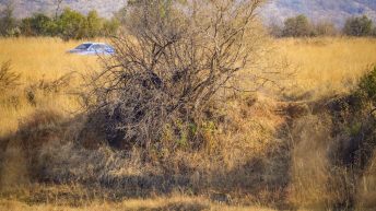 P1 2 344x193 - Pierwsze kroki na afrykańskiej ziemi - RPA & Eswatini cz.1