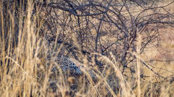 P1 4 344x193 - Pierwsze kroki na afrykańskiej ziemi - RPA & Eswatini cz.1