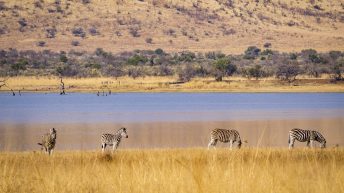 P1 6 344x193 - Pierwsze kroki na afrykańskiej ziemi - RPA & Eswatini cz.1