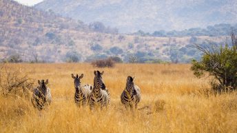 P1 7 344x193 - Pierwsze kroki na afrykańskiej ziemi - RPA & Eswatini cz.1