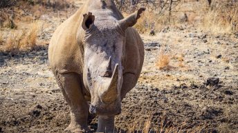P1 9 344x193 - Pierwsze kroki na afrykańskiej ziemi - RPA & Eswatini cz.1