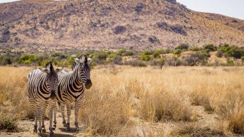 P2 1 344x193 - Pierwsze kroki na afrykańskiej ziemi - RPA & Eswatini cz.1