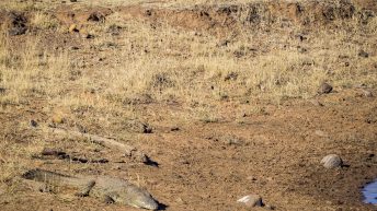 P2 2 344x193 - Pierwsze kroki na afrykańskiej ziemi - RPA & Eswatini cz.1