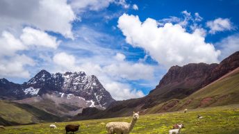 Peru 100 344x193 - Śladami Ink&oacute;w - Południe Peru