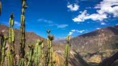 Peru 46 232x130 - W pustyni, bez puszczy - zachodnie wybrzeże Peru