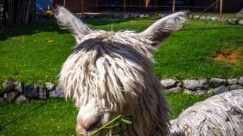 W pustyni, bez puszczy - zachodnie wybrzeże Peru Peru 59 344x193 - W pustyni, bez puszczy - zachodnie wybrzeże Peru