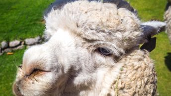 W pustyni, bez puszczy - zachodnie wybrzeże Peru Peru 60 344x193 - W pustyni, bez puszczy - zachodnie wybrzeże Peru