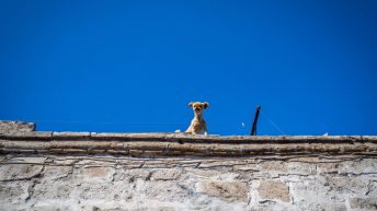W pustyni, bez puszczy - zachodnie wybrzeże Peru Peru 62 344x193 - W pustyni, bez puszczy - zachodnie wybrzeże Peru