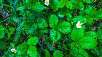 Peru 74 344x193 - Śladami Ink&oacute;w - Południe Peru