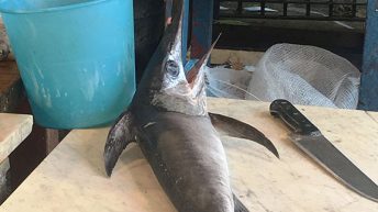 SYCYLIA 14 344x193 - WŁOCHY - SYCYLIA