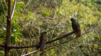 Salento 15 16.09 4 344x193 - Zona Cafetera, czyli kraina (nie tak pysznej) kawy