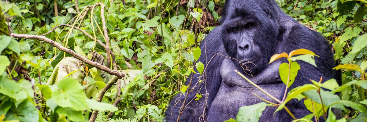 Uganda - wideo UGANDA169 1 1200x400 - Uganda - wideo