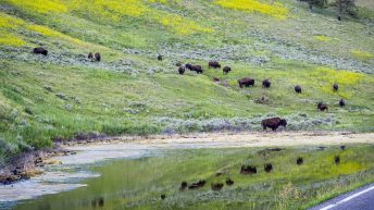 Tropem bizonów i misia Yogi - USA cz.2 USA2 103 344x193 - Tropem bizonów i misia Yogi - USA cz.2