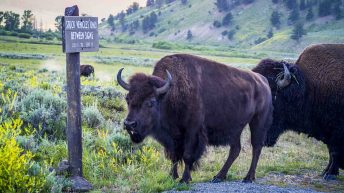Tropem bizonów i misia Yogi - USA cz.2 USA2 110 344x193 - Tropem bizonów i misia Yogi - USA cz.2