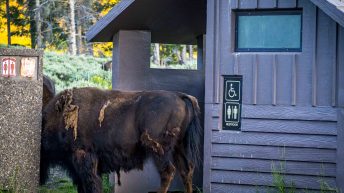 Tropem bizonów i misia Yogi - USA cz.2 USA2 112 344x193 - Tropem bizonów i misia Yogi - USA cz.2