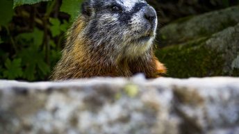 Tropem bizonów i misia Yogi - USA cz.2 USA2 16 344x193 - Tropem bizonów i misia Yogi - USA cz.2