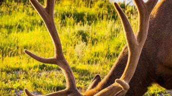 Tropem bizonów i misia Yogi - USA cz.2 USA2 32 344x193 - Tropem bizonów i misia Yogi - USA cz.2