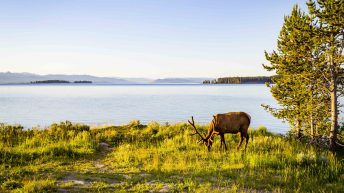 Tropem bizonów i misia Yogi - USA cz.2 USA2 34 344x193 - Tropem bizonów i misia Yogi - USA cz.2