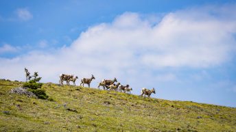 Tropem bizonów i misia Yogi - USA cz.2 USA2 40 344x193 - Tropem bizonów i misia Yogi - USA cz.2