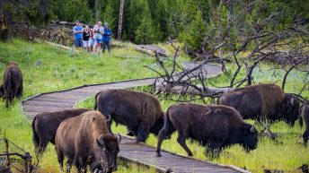 Tropem bizonów i misia Yogi - USA cz.2 USA2 49 344x193 - Tropem bizonów i misia Yogi - USA cz.2