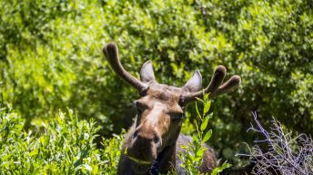 Tropem bizonów i misia Yogi - USA cz.2 USA2 9 344x193 - Tropem bizonów i misia Yogi - USA cz.2